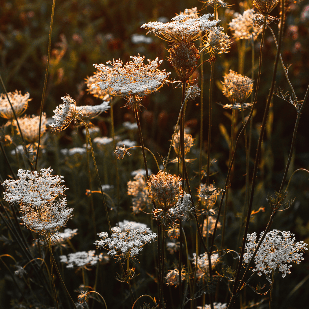 The Forest Garden