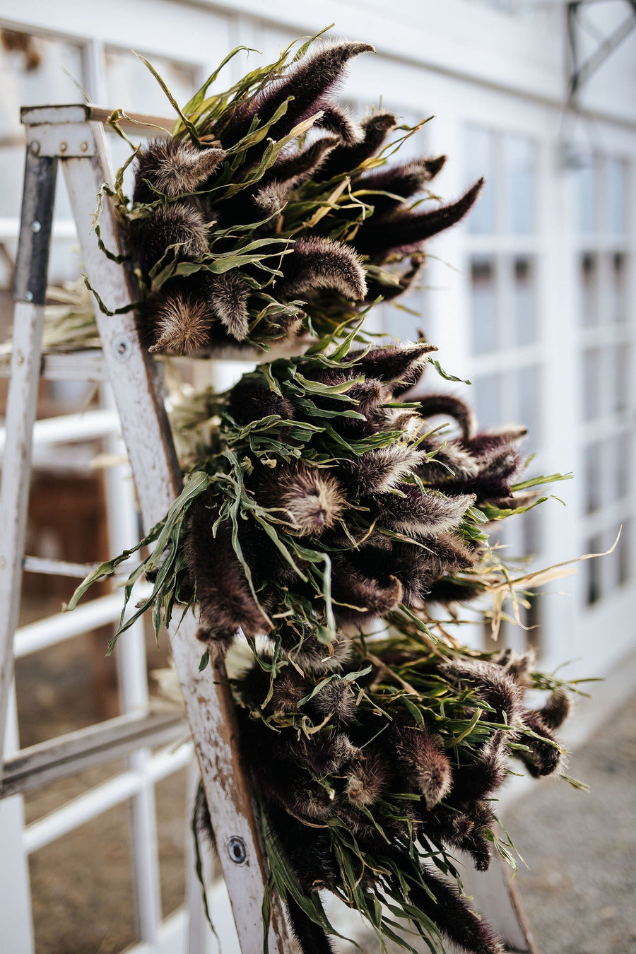 The Kinlands Extra Large Dried Millet Bouquet