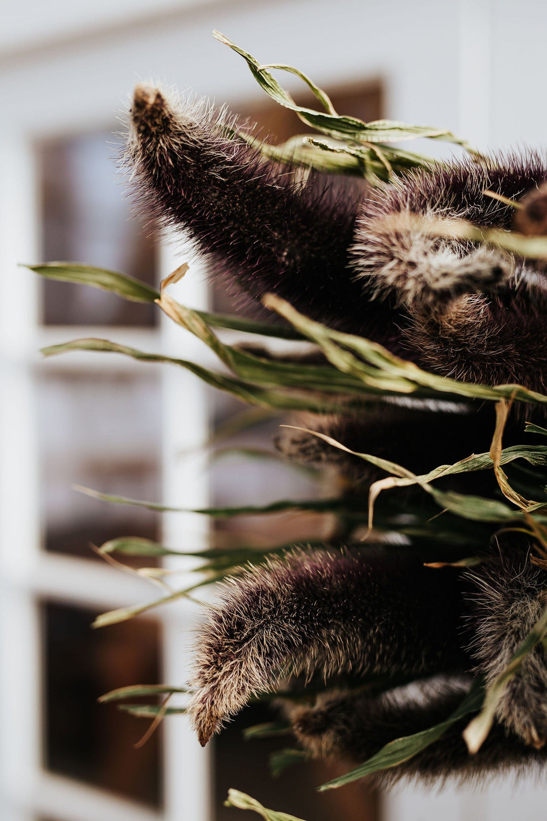 The Kinlands Extra Large Dried Millet Bouquet