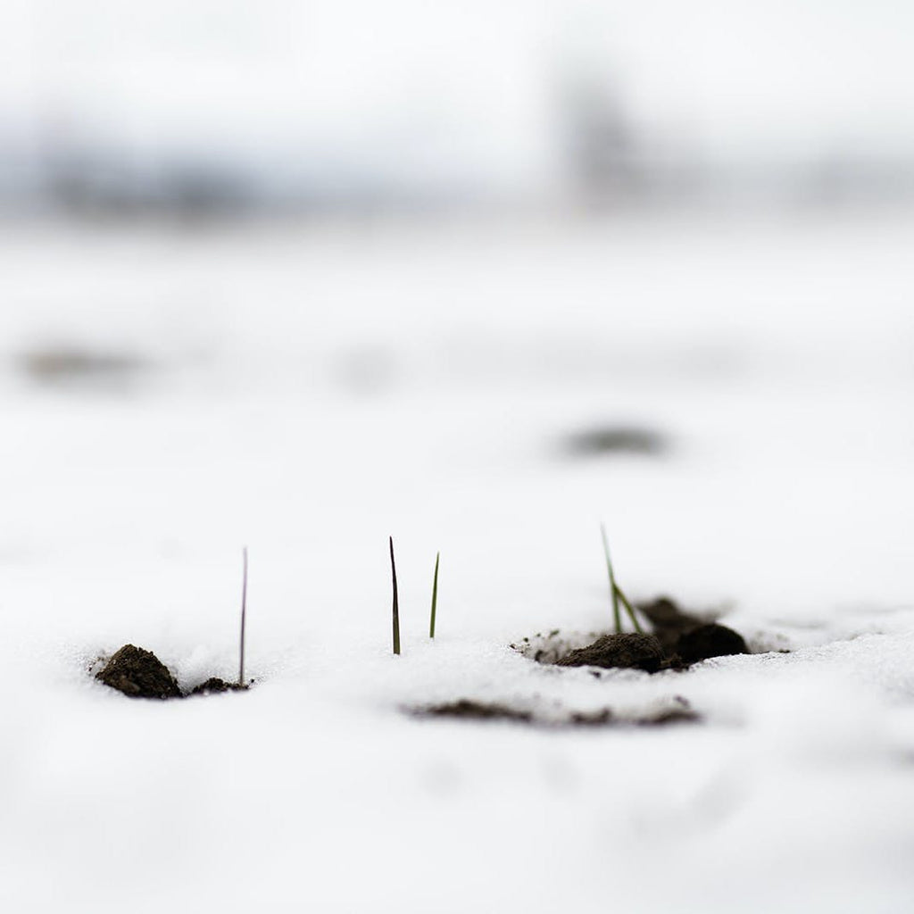 The Sound of Winter