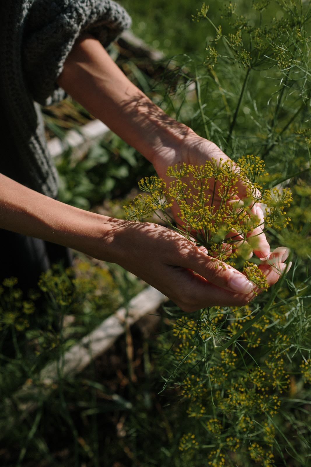 Gather and Grow Workshop Rooted Rhythms: An 8-week Immersive Course with Plants, Flowers, and Herbs