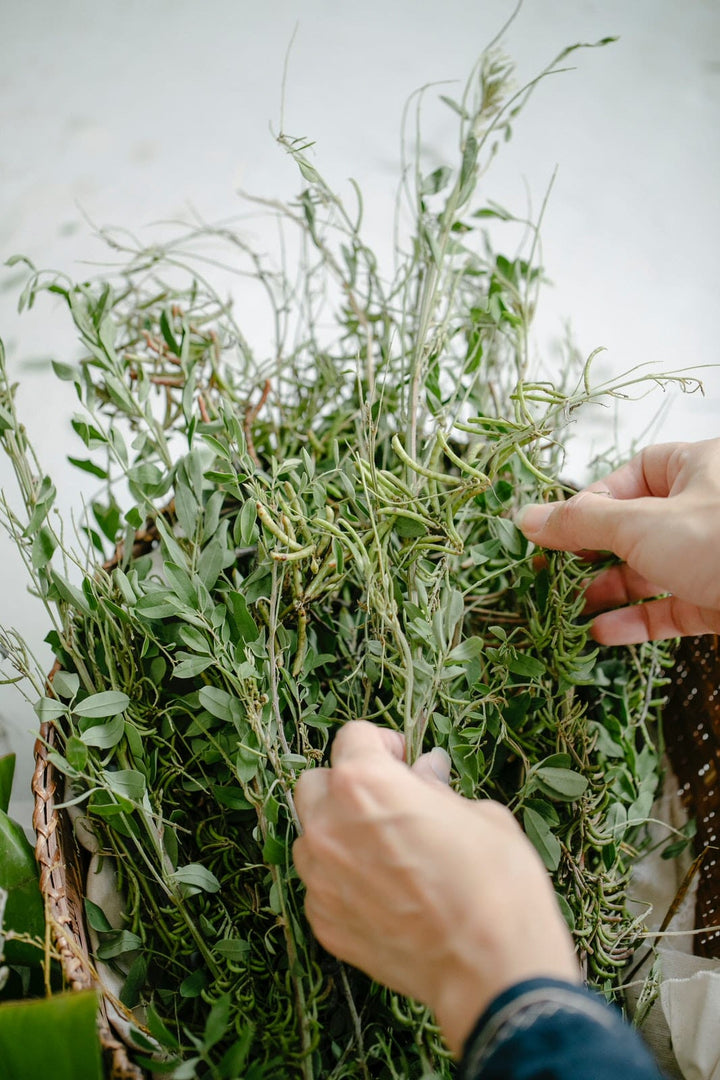 Gather and Grow Workshop Rooted Rhythms: An 8-week Immersive Course with Plants, Flowers, and Herbs