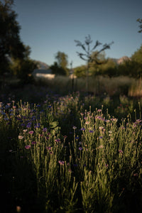Gather and Grow Workshop Rooted Rhythms: An 8-week Immersive Course with Plants, Flowers, and Herbs