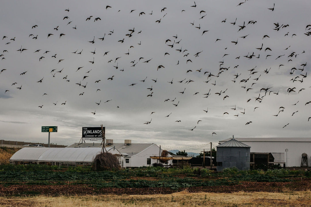 The Kinlands Photography Pumpkin Patch Morning Photography Pass