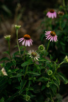 The Kinlands Photography Summer Morning Photography Pass